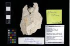 Foto (Objekt + Etikett) von Pithonoton rusticum (Patrulius, 1966)  (NHMW-GEO-2017-0089-0028)